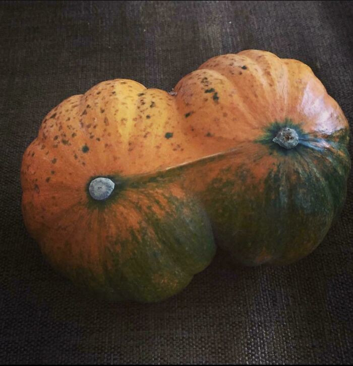 "Twin Pumpkins I Grew Last Year!"
