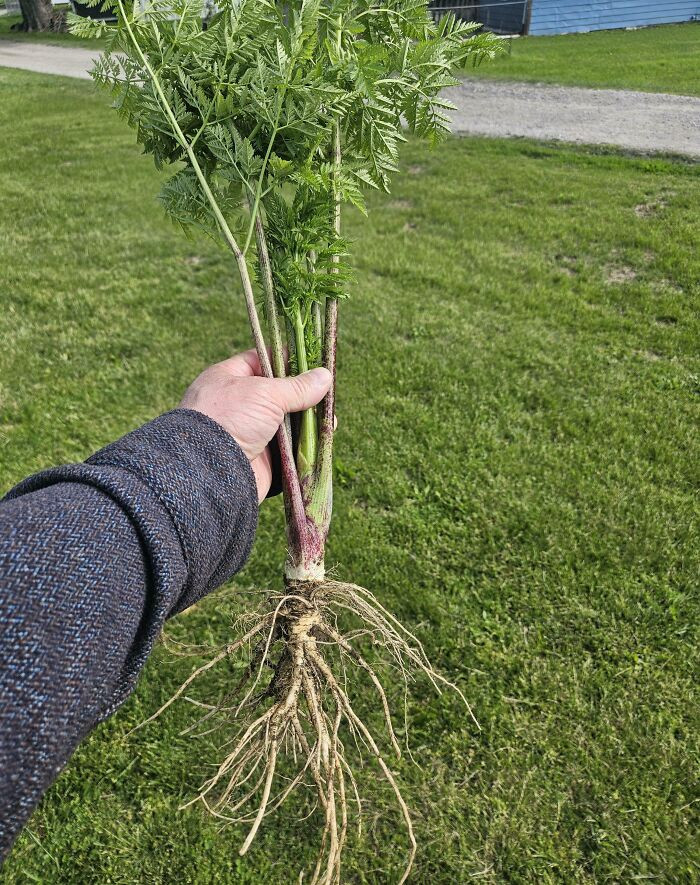 "Is This Poisonous Hemlock?"