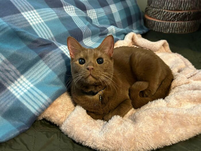 "2 Years Ago I Found A Shiny Cat At The Local Shelter"