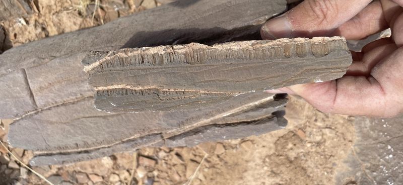 You can see tiny parallel tunnels running through this rock from Namibia