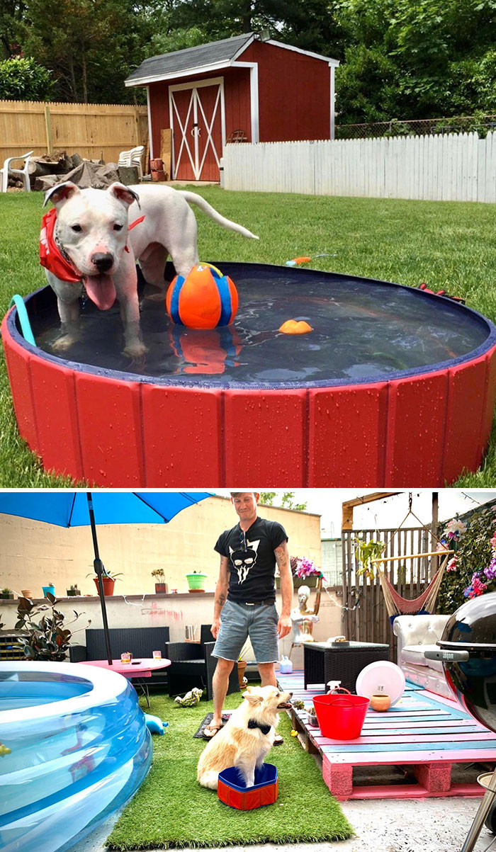 4. “Waited a month for this. Doggo was not impressed.”