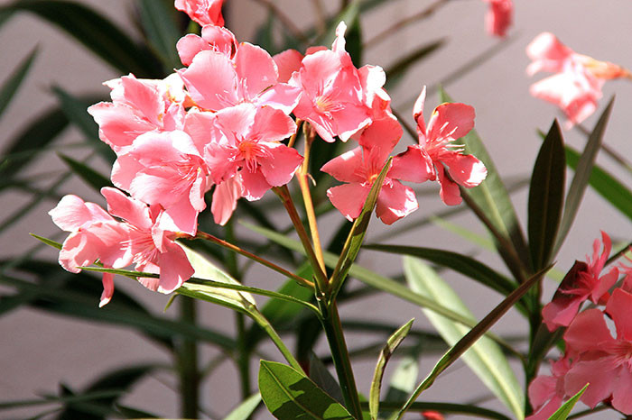 Oleander (Nerium oleander) is a visually appealing flowering shrub native to the Mediterranean, but every part of the plant is highly toxic. Consuming its leaves can cause severe damage to the cardiovascular, neurological, and gastrointestinal systems and may result in death.