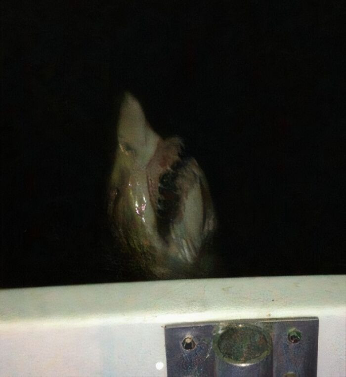 "You Probably Shouldn't Swim In The Ocean At Night"