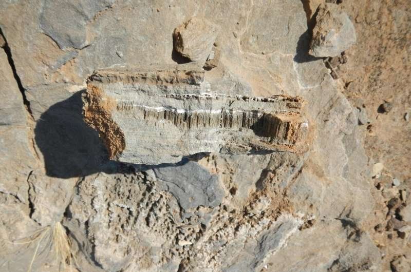 Scientists are still puzzled by the creature that dug the tunnels.