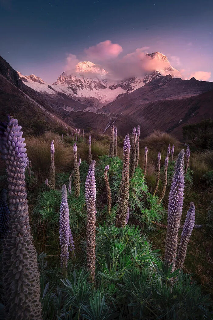 Photographer Of The Year Third Place: Plants Grow In The Peruvian Andes, By Joyce Bealer
