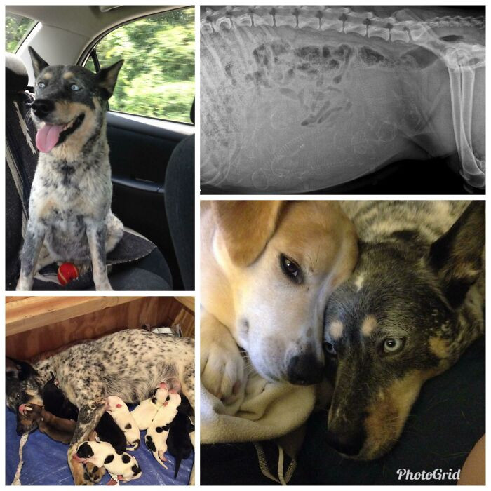"Adopted My Girl From Ending Shelter"
