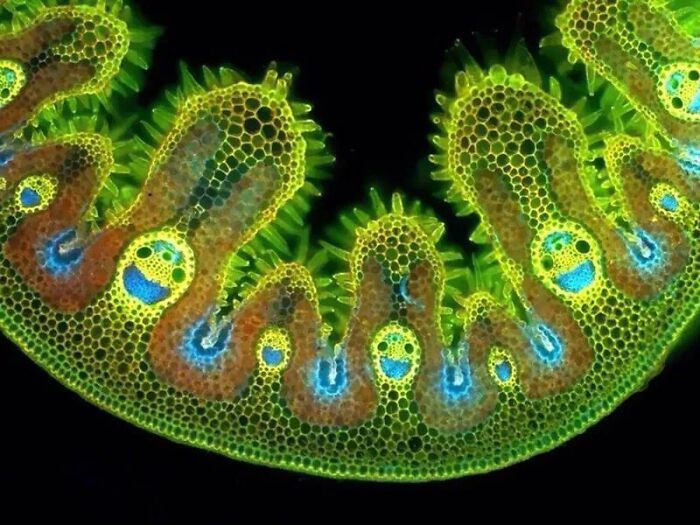 "Grass Under A Microscope"