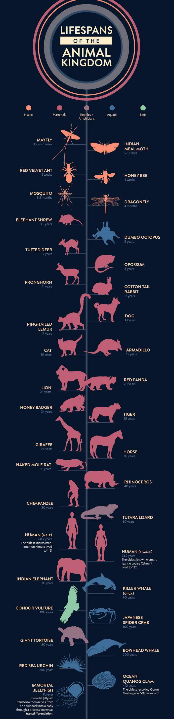 7. A Cool Guide On The Lifespan Of The Animal Kingdom
