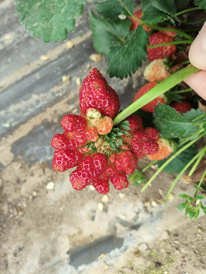 "Fasciated Strawberry I Found At Work"