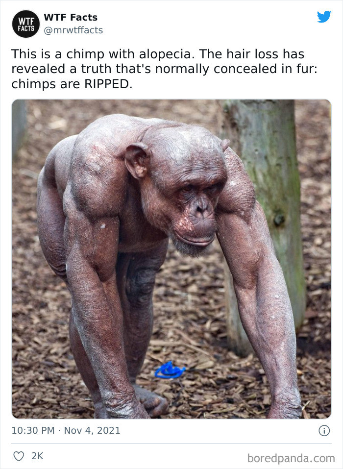 39. Chimps are ripped animals