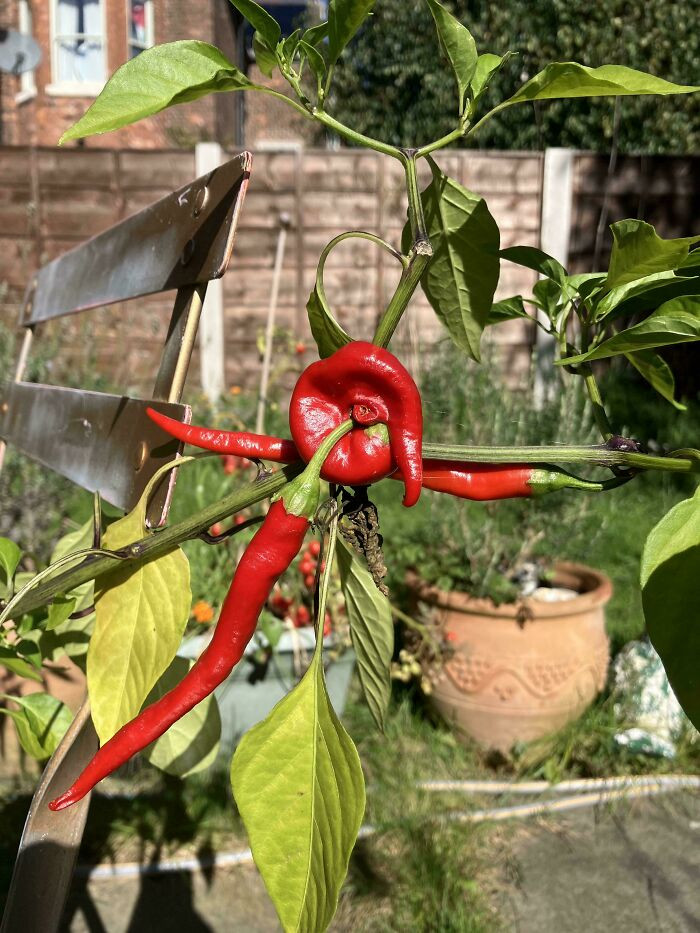 "What’s Up With My Chili?"
