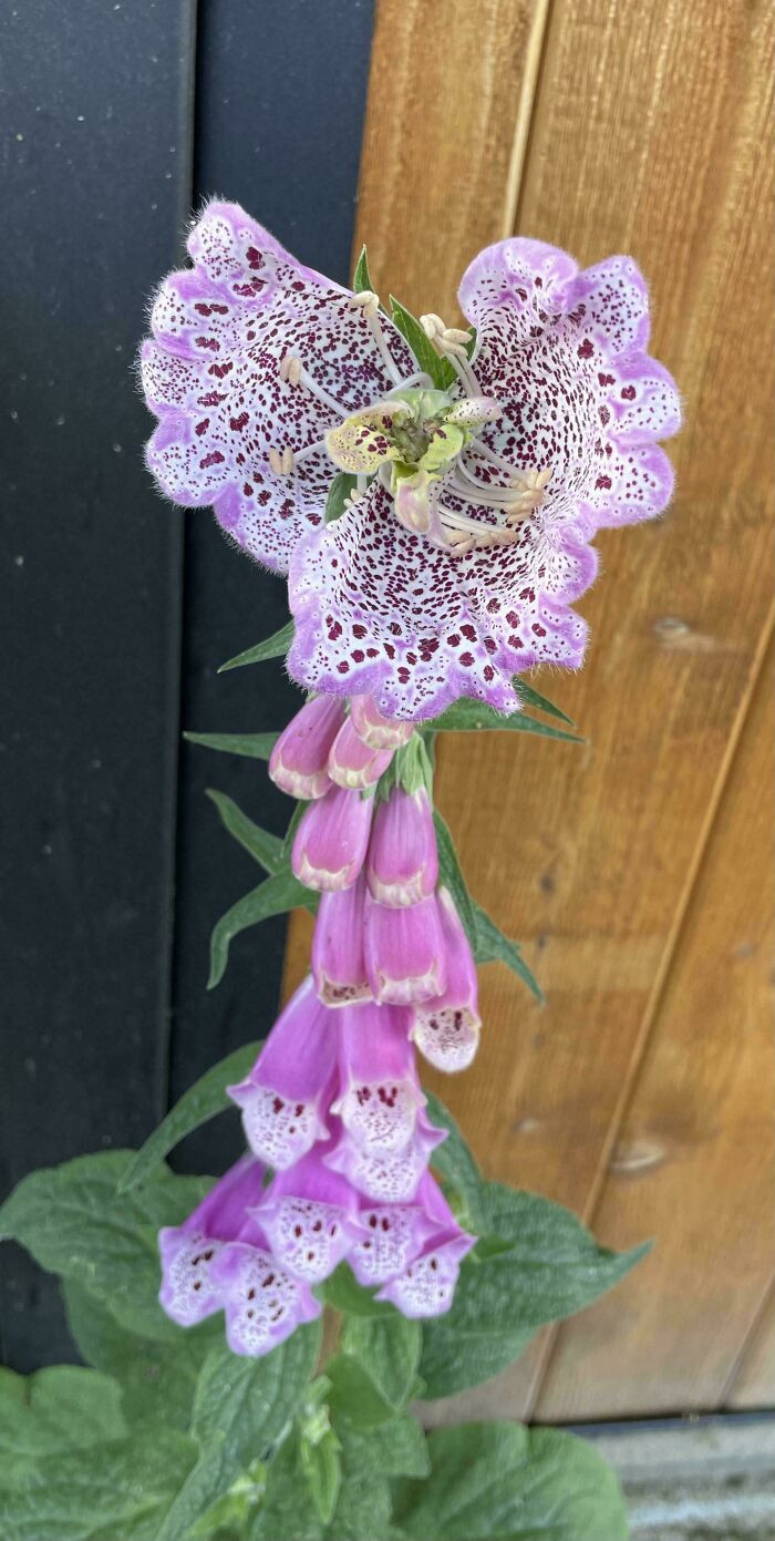 "Foxglove’s Fancy Hat"