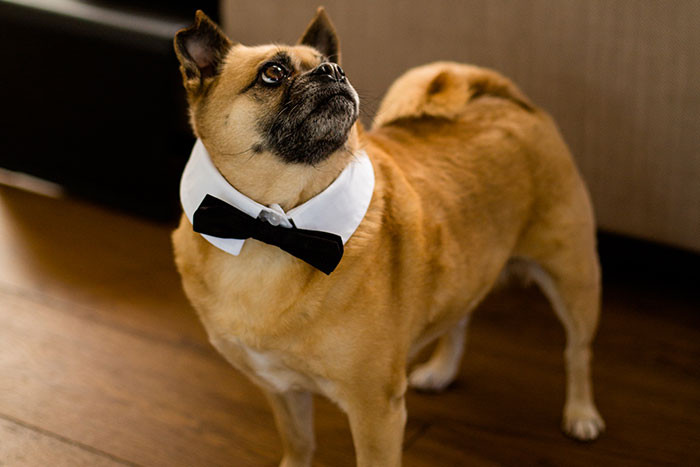 10. Only on Billionaire’s Row: a butler whose entire job is managing dog schedules