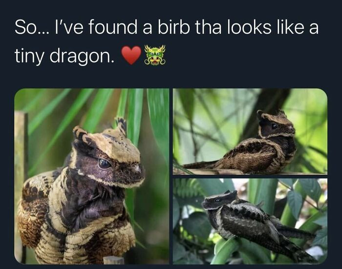 20. A tiny dragon-looking bird