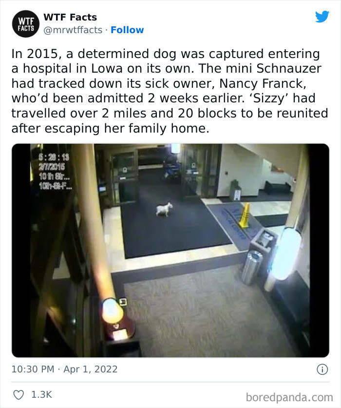 25. Such an adorable, determined dog