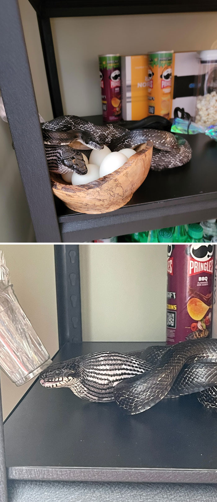 1. They kept their duck eggs in their pantry and heard a lot of commotion in there, and then they found this.