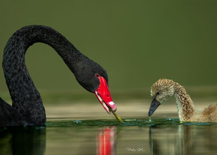 Black Swan And Cygnet