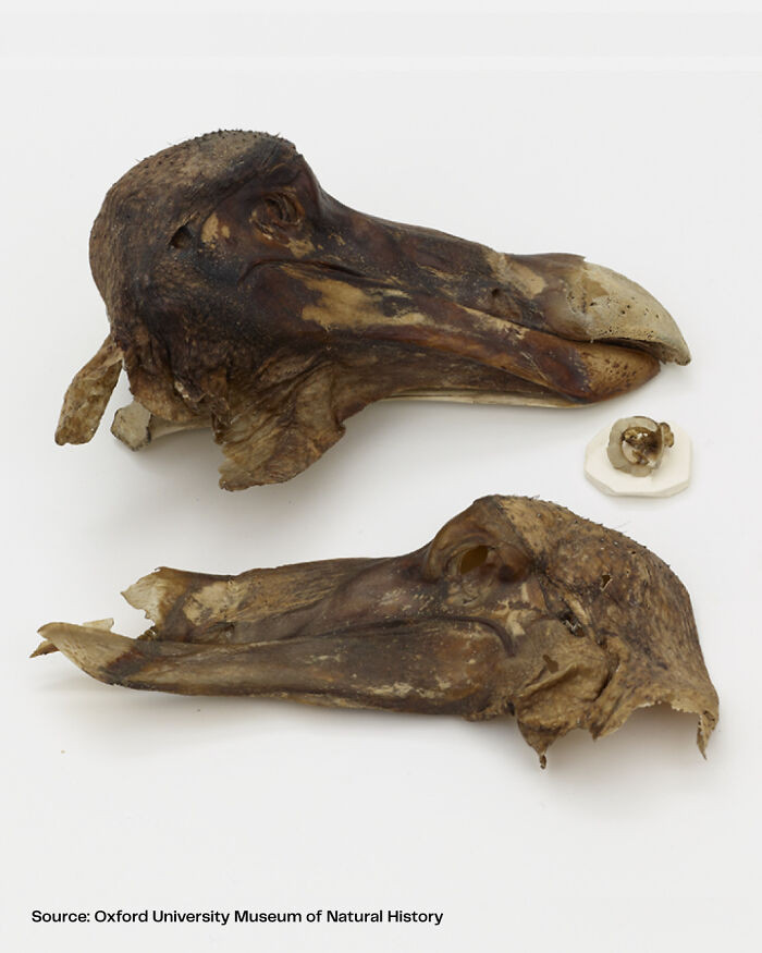 The “Oxford dodo” is the only known dodo specimen that still preserves soft tissue. It was officially recorded in 1656 under the name “Dodar, from the island of Mauritius.”