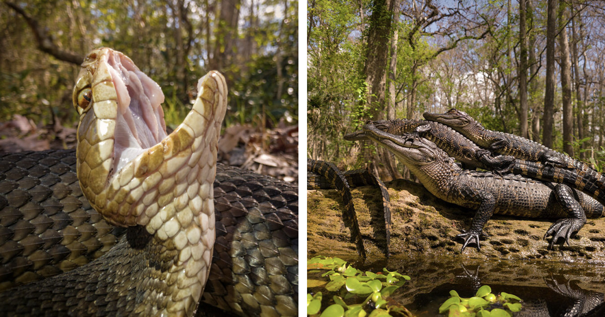 Wildlife Photos Taken With a Smartphone That Look Too Professional To Be Real