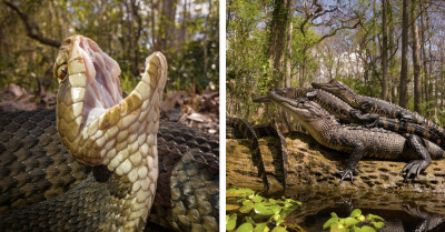 Wildlife Photos Taken With a Smartphone That Look Too Professional To Be Real