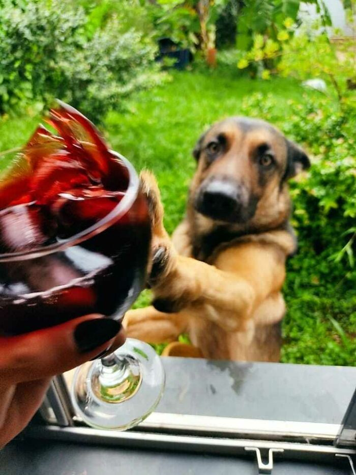 "My Boyfriend Wanted To Take A Picture Of That Glass Of Wine, Then My Dog Showed Up In My Window And Did This"