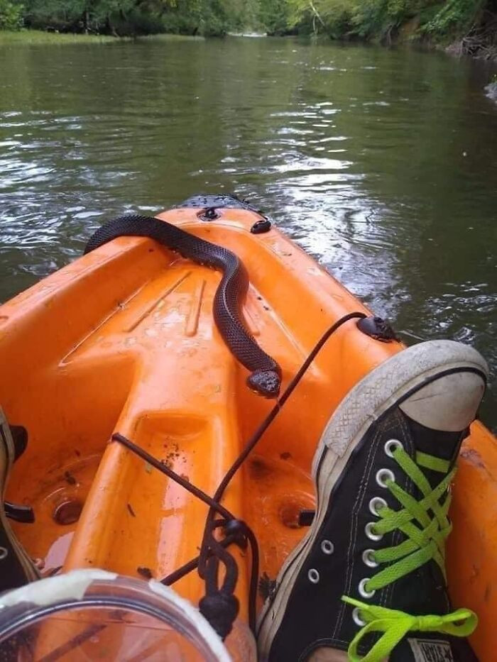 Found This On Facebook, Claimed To Be A Cottonmouth