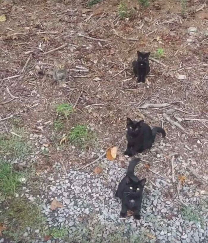 27. 4 Kitties In The Forest