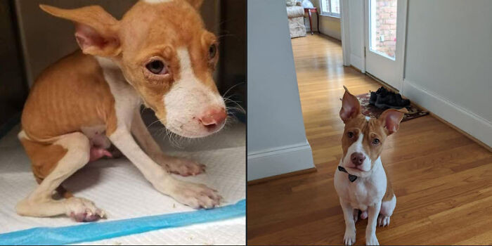 "The Shelter Said He Was A Chihuahua. It Turns Out That We'd Adopted The Skeleton Of An American Staffordshire Terrier! Meet Hal, Our Resident Couch Potato"