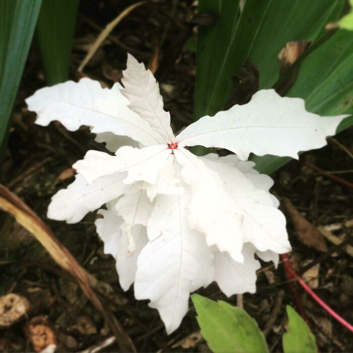 "I Found A Baby Albino Oak In My Garden Some Years Ago, And Realized That Plants Can Be Albinos Too, But They Do Not Live Long Since They Cannot Photosynthesize"