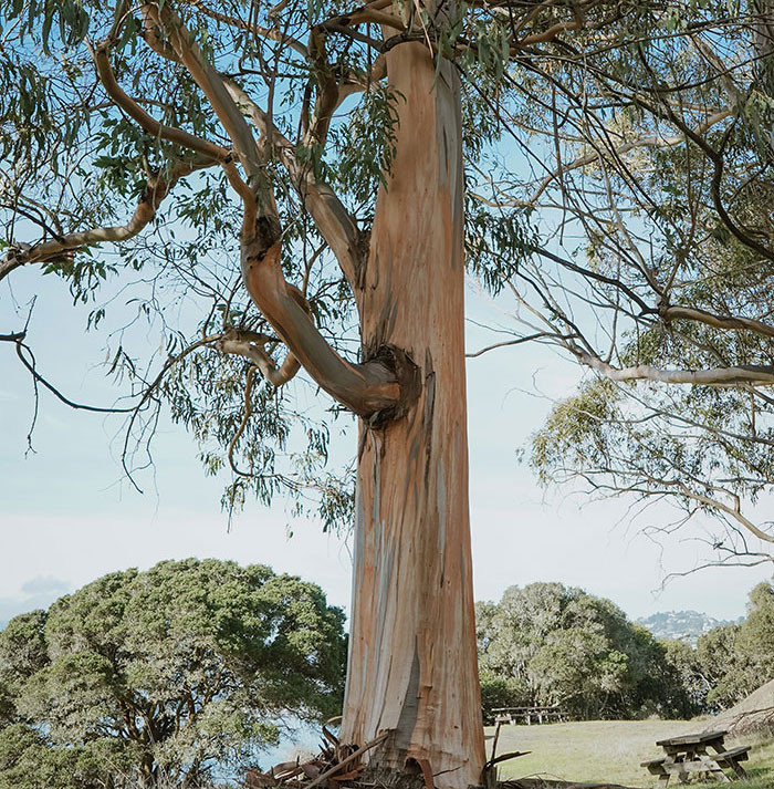 A eucalyptus tree from Australia was the tallest ever recorded, rising over 60 meters.