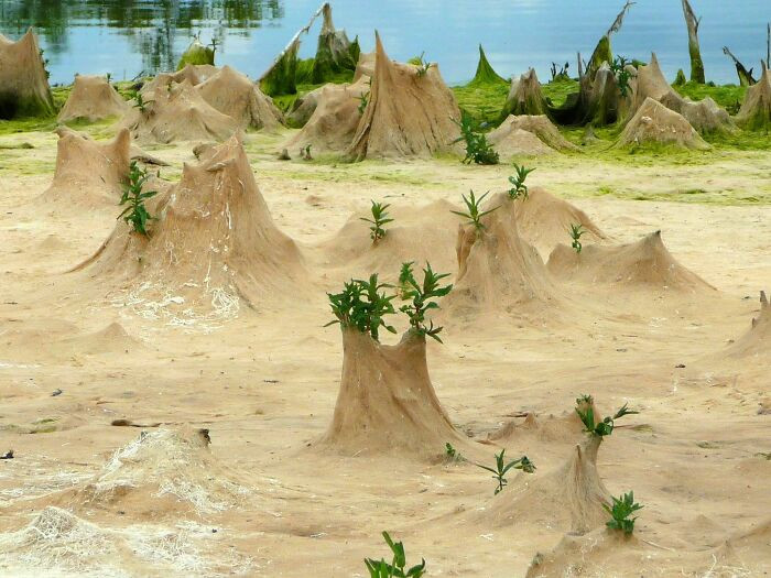 "This Dried-Up Pond Edge Looks Like An Alien Landscape"