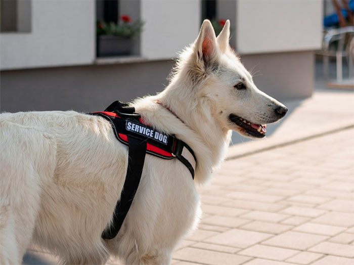 10. Service dogs