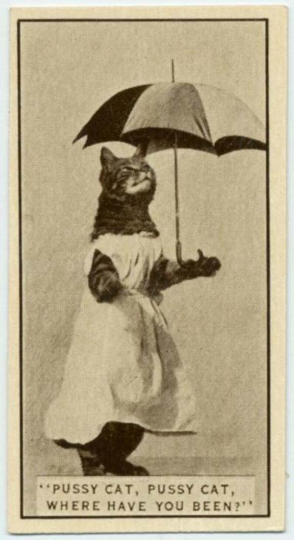 25. A cat posed for a cigarette card, found in Army Club Cigarettes (1932).