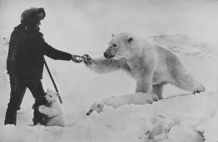 "Soviet Northern Explorer Nikolai Machulyak Feeds Polar Bears With Condensed Milk. Chukchi Sea, 1976"