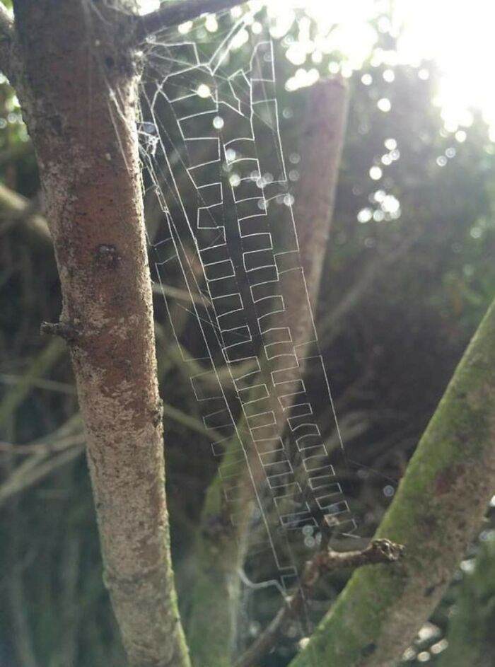 16. This spider making a square-wave design in its web is identified as Paramatachia sp.