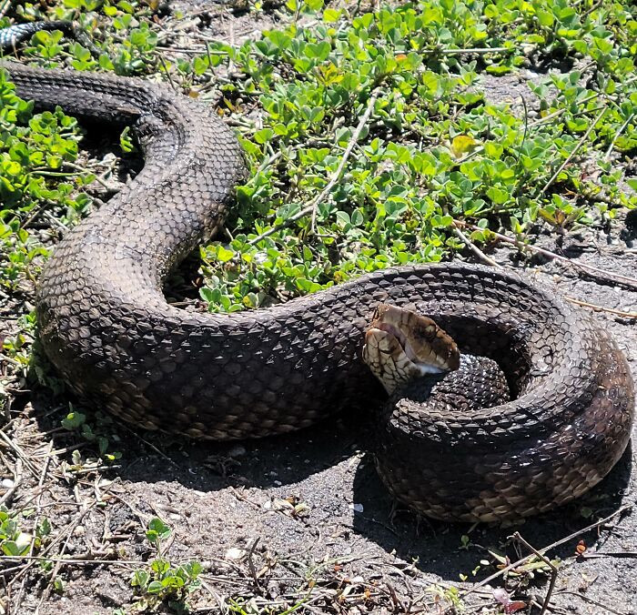 "Almost Stepped On This Fella At Work"