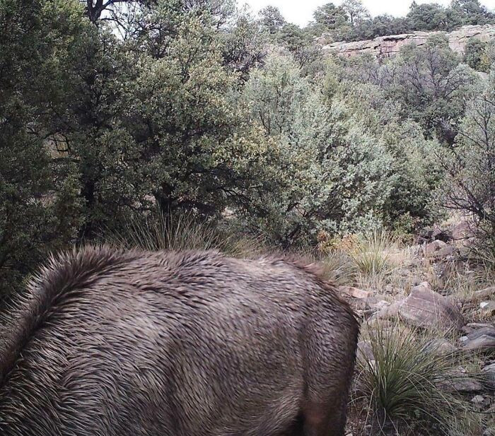 "Can you spot the cougar?"