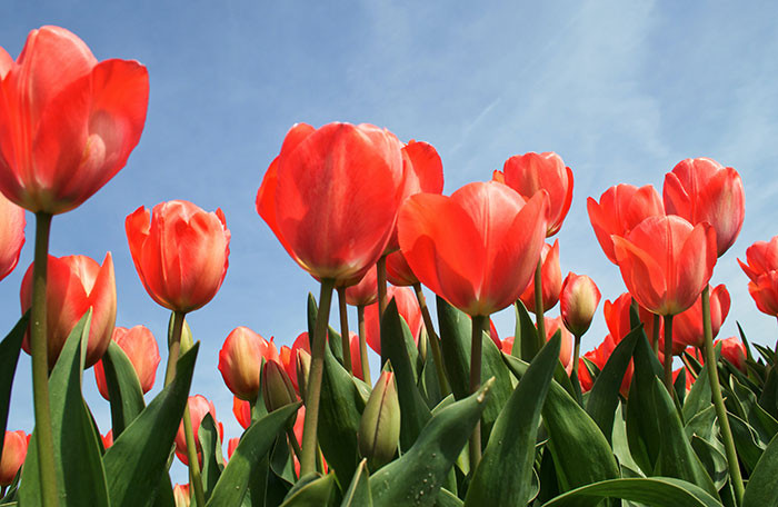 Tulips became so costly in the Netherlands during the 1600s that their bulbs were worth more than gold. This frenzy, known as tulip mania or tulipomania, contributed to the eventual collapse of the Dutch economy.