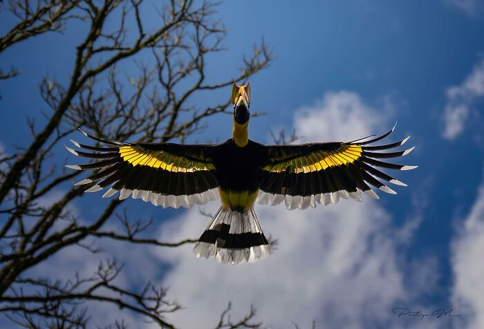 Great Hornbill