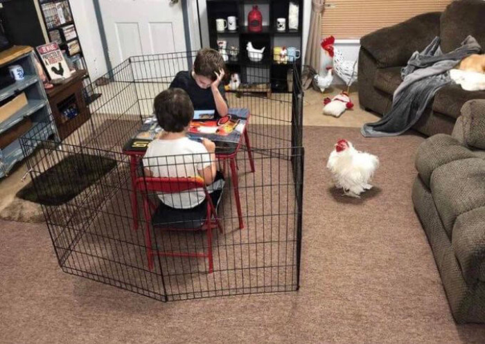 16. Keeping the chicken outside, or the kids inside?