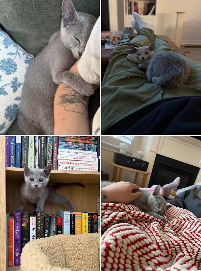 "First-Time Cat Owners. We Feel Like We Struck The Lottery With Our Boy, Gus"