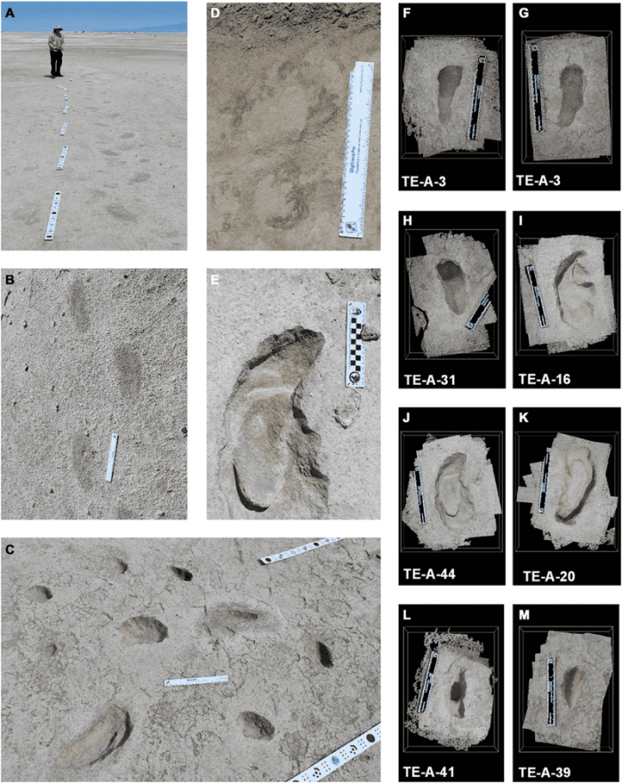 Giant Sloth Tunnels Reveal Dangerous Encounters With Early Humans