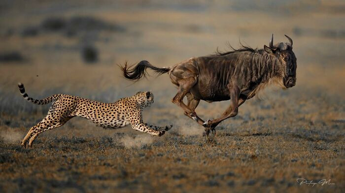 Cheetah Hunting An African Wildebeest