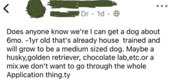 18. Looking for a dog