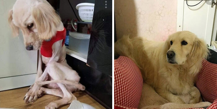 "A Korean Family Rescued This Golden From A Breeding Facility. Went From 15 Lbs To A Healthy 60 Lbs"