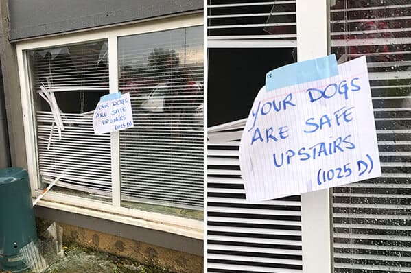16. “Apartment Complex Flooded At Least 3 Feet. Good Neighbors Saved Dogs Trapped Inside”