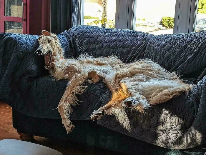 "Bortis, The Disheveled Couch Sitter"