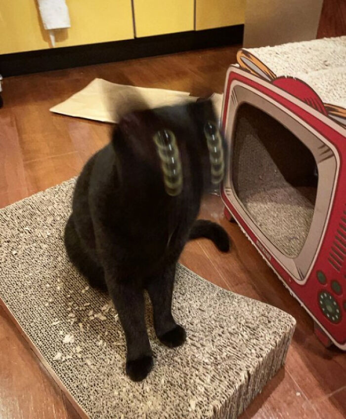 5. It's a Lot of Eyes...