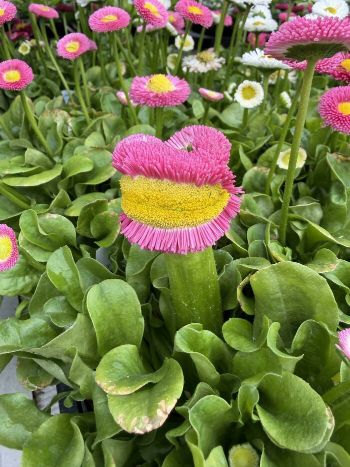 "Saw This At My Local Nursery"
