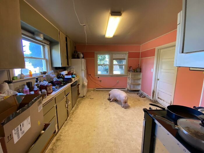 "The House My Mom Rented Out Was Destroyed Because The Tenant Had A Pig As A Pet"
